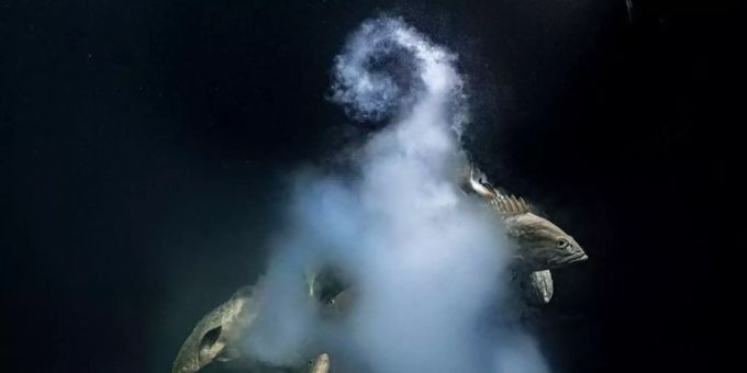 Tierfotografie: Mit diesem Foto eines laichenden Zackenbarsches ist der Franzose Laurent Ballesta Wildlife Photographer des Jahres 2021 geworden. Er nennt das Bild «Creation» (Pressebild). barsch