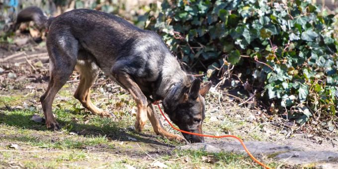 Ein Rauschgiftspürhund sucht bei einem Polizeieinsatz nach Drogen. (Symbolbild) Niger