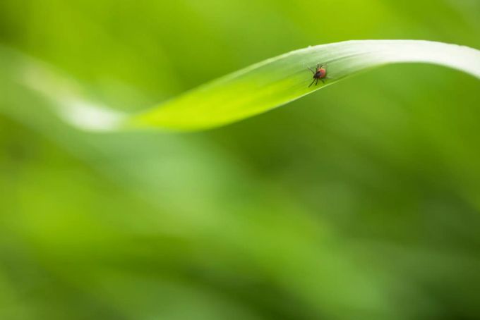Zecken warten oft im Gras auf ihre Opfer. Zecken