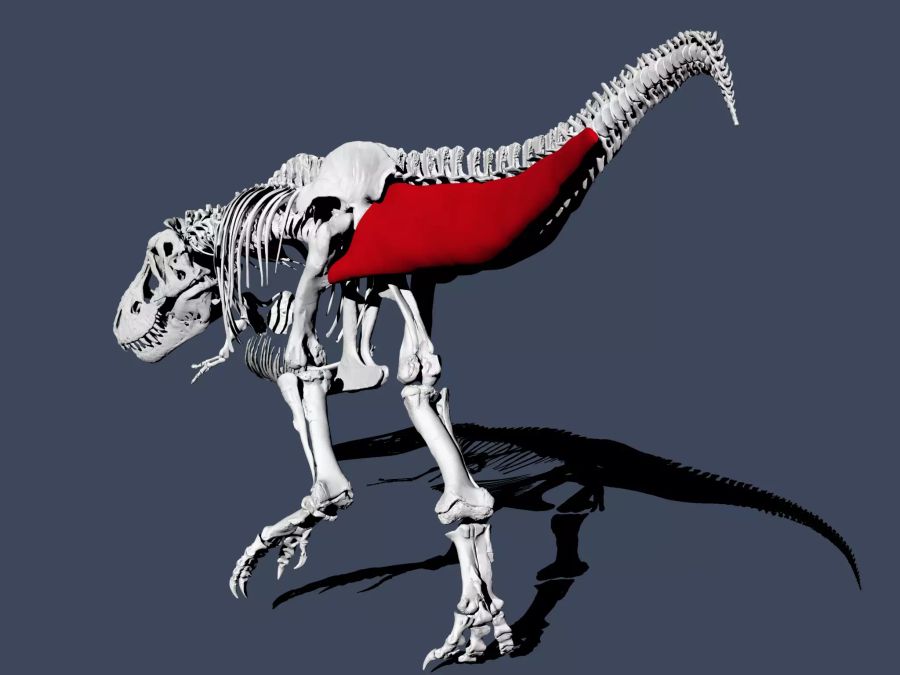 Tyrannosaurus rex