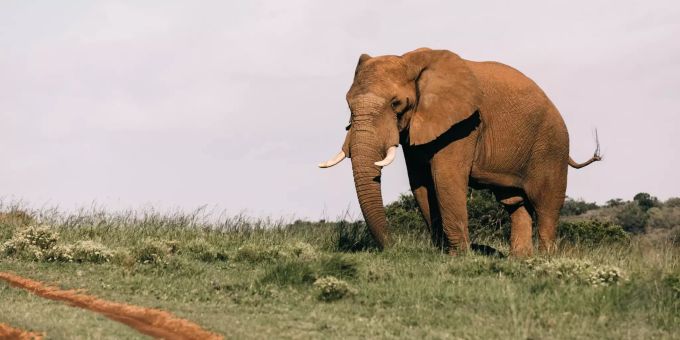 Ein Elefant in freier Wildbahn. elefant