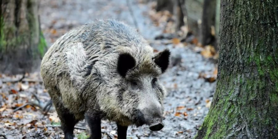 Wildschwein