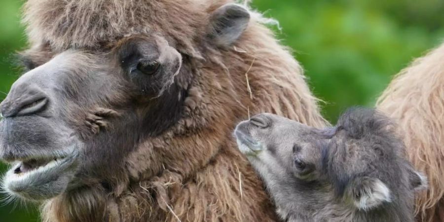 Kamelbaby Silke kuschelt mit Mutter Samira im Gehege im Tierpark Hagenbeck. Foto: Marcus Brandt/dpa