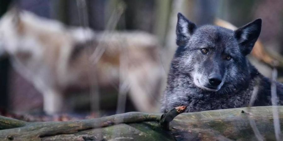 Die beiden Wolfshybriden Ronja (r.) und Raik in einem Gehege im Alternativen Bärenpark Worbis. Foto: Swen Pförtner/dpa-Zentralbild/dpa