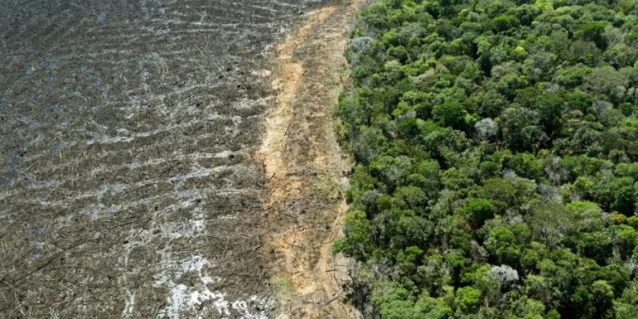 Abgeholzter Regenwald in Brasilien