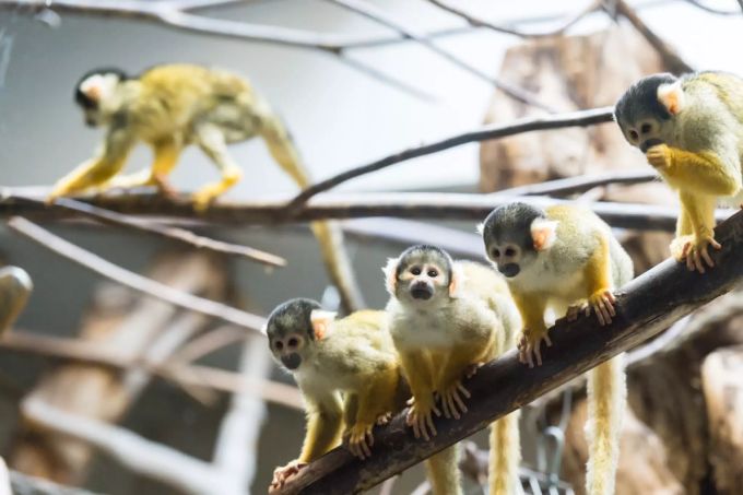 Totenkopfäffchen im Zoo Basel. Totenkopfäffchen.