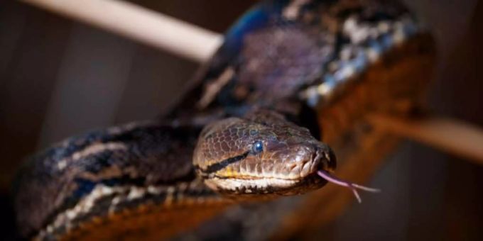 Die Tierschutzorganisation Peta hat schreckliche Missstände bei der Schlangenhaltung in Vietnam entdeckt. Peta