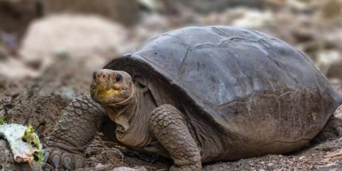 Genanalysen haben bestätigt, dass die vor zwei Jahren im Galápagos-Archipel entdeckte Riesenschildkröte zur Spezies Chelonoidis phantasticus gehört. Foto: Diego Bermeo/Parque Nacional Galápagos/dpa Genanalysen haben bestätigt, dass die vor zwei Jahren im Galápagos-Archipel entdeckte Riesenschildkröte zur Spezies Chelonoidis phantasticus gehört. Foto: Diego Bermeo/Parque Nacional Galápagos/dpa