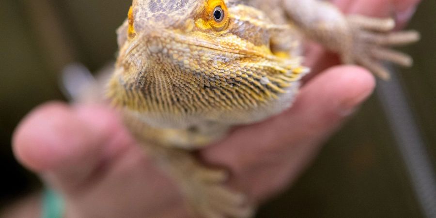 Bartagame Heimtier des Jahres