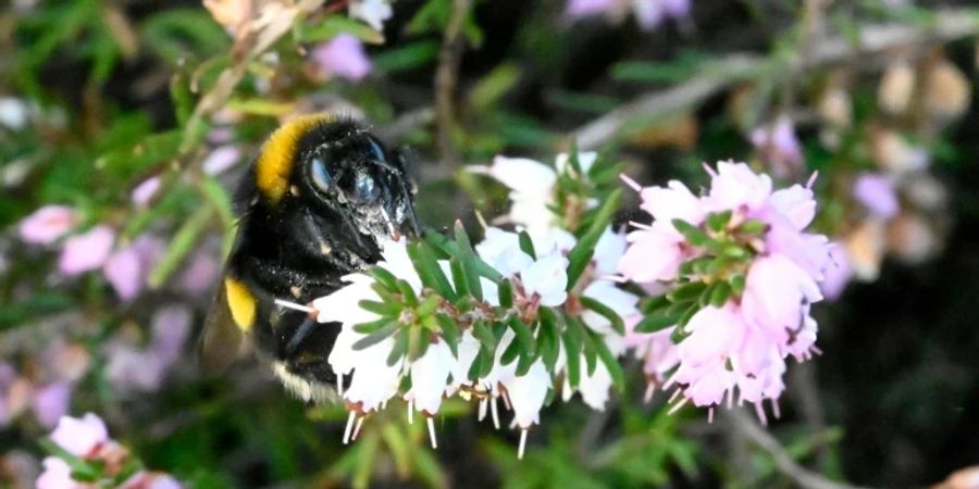 Hummel auf einer Blüte