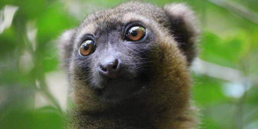 Ein vom Aussterben bedrohter Goldener Bambuslemur (Hapalemur aureus) sitzt im Nationalpark Ranomafana im Südosten Madagaskars in einer Bambusstaude.