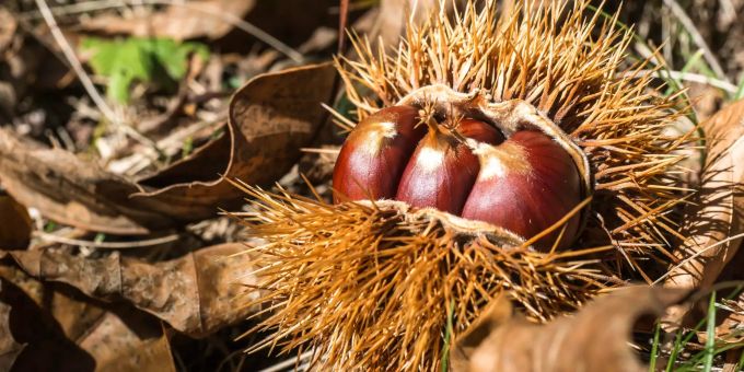 Herbstspaziergänge - Die schönsten Kastanienwege der Schweiz