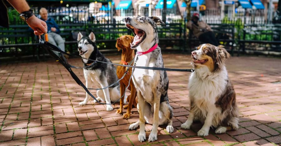 Hunde Spaziergang Blut spenden