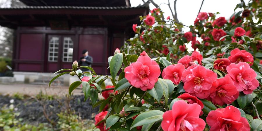 Die Blüten einer japanischen Kamelie im japanischen Garten in Leverkusen.
