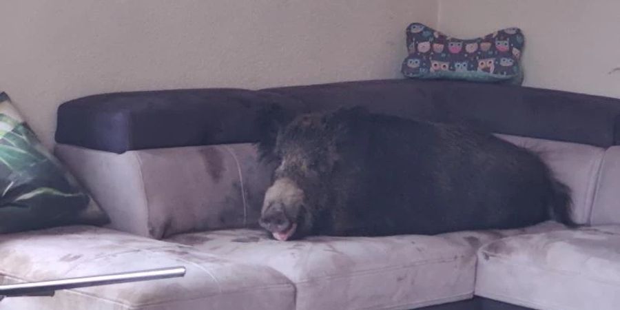 Ein Wildschwein hat es sich auf einer Wohnzimmercouch gemütlich gemacht. Foto: Polizei Hagen/dpa