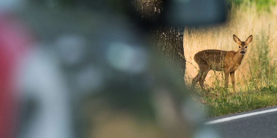 Rehlein, bleib bloss stehen: Doch nicht immer verlaufen Begegnungen mit Wildtieren harmlos. Daher nimmt man hinter dem Steuer besser den Fuss vom Gas und fährt noch vorausschauender.