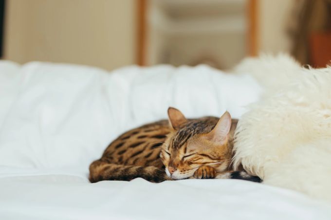 Wenn die Katze Diabetes hat, kann man statt Blutzuckermessen den Diabetestest im Katzenklo machen. Kleines Kätzchen