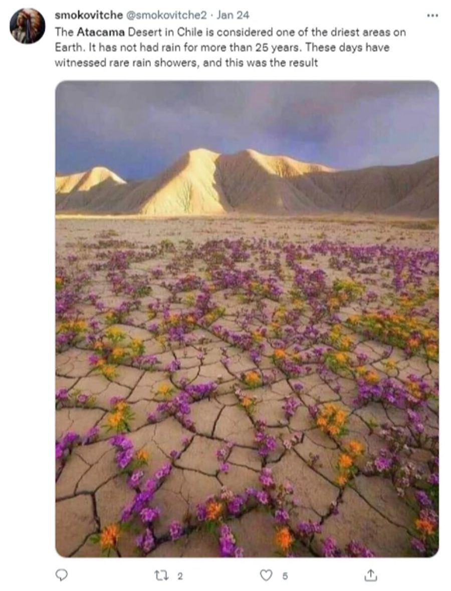 So sieht die Atacama-Wüste nach Regen aus.