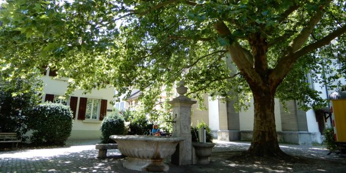 Eine Platane am Chorplatz in Zofingen. Baum Marktplatz