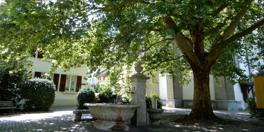 Baum Marktplatz