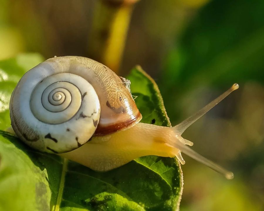 Schnecke