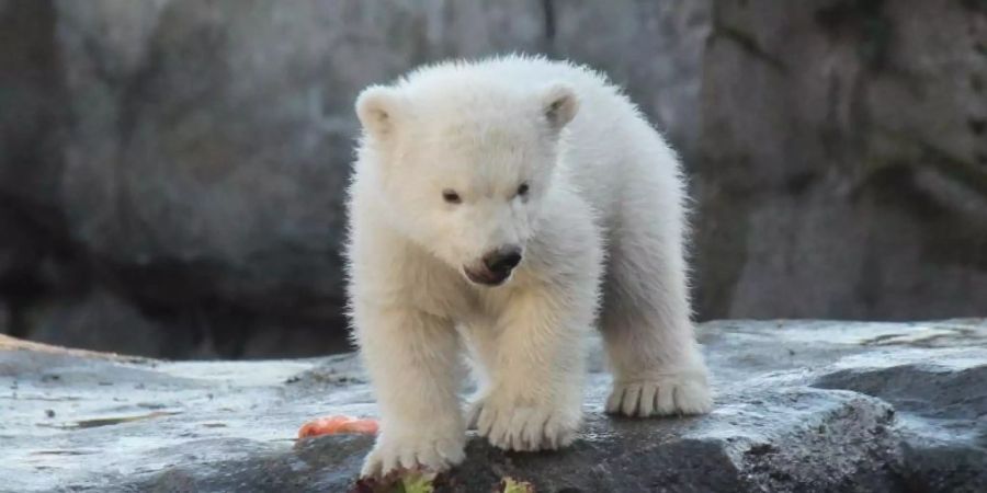 Das noch namenlose Eisbären-Baby erkundet die Welt. Foto: Fabian Nitschmann/dpa