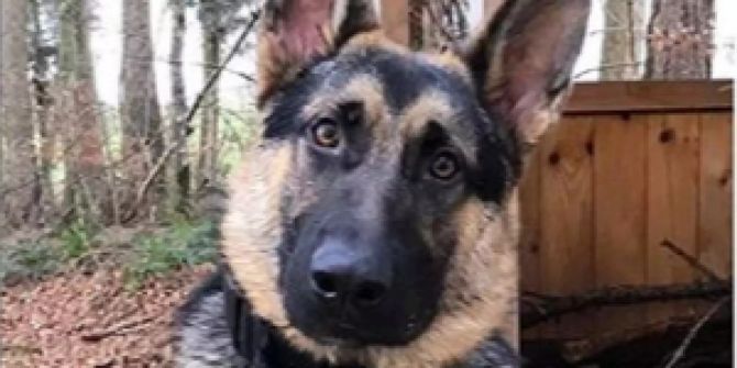 Zürcher Polizeihund Ferox