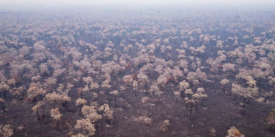 Allein im November wurden bisher etwas über 4000 Feuerausbrüche im Pantanal verzeichnet.