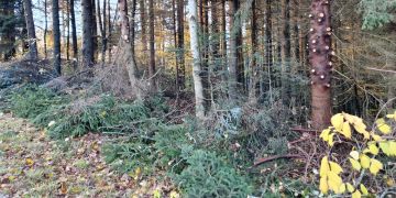 Weihnachten Äste Wald Diebstahl