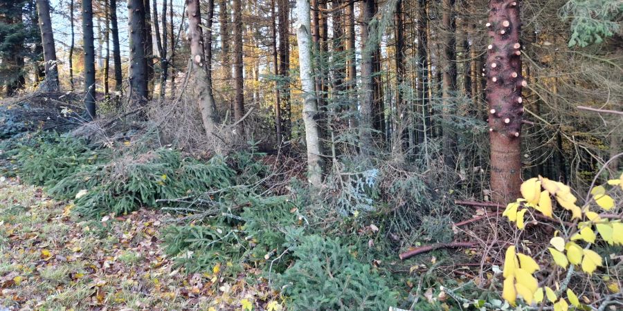 Weihnachten Äste Wald Diebstahl