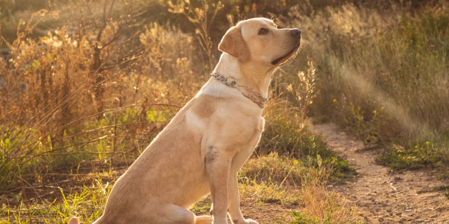 Das wärmende Sonnenlicht kann die Stimmung eines Hund heben.