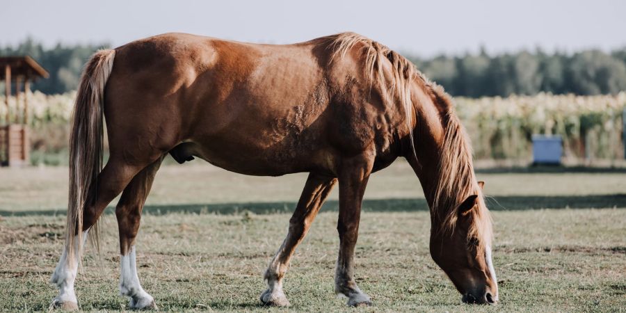 Pferd Probleme