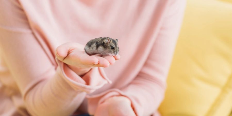 Frau hält einen Hamster in der Hand.