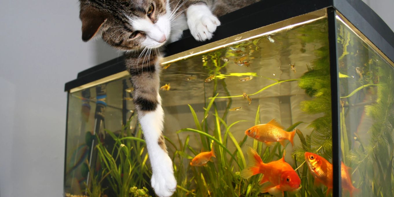 So halten Sie Ihre Katze vom Aquarium fern Nau Tiere