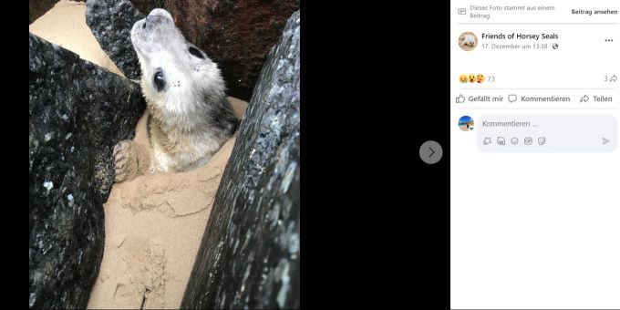 Ein Robbenbaby steckte zwischen Sand und Felsen fest - doch es konnte rechtzeitig befreit werden. Babyrobbe gerettet