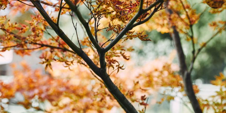 Für einen Baumschnitt sind Herbst und Winter oft gut geeignet.