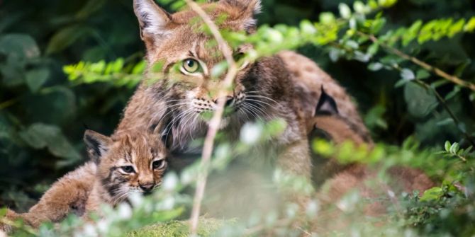 Luchsweibchen mit zwei Jungen