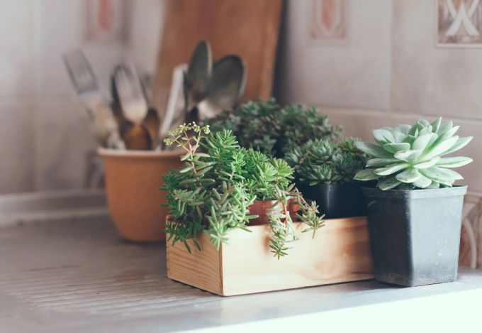 Sukkulenten, hier in der Holzkiste, gelten als pflegeleicht. Indoor Gardening, Pflanzen, Innenbereich