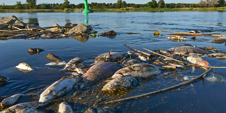 Unzählige tote Fische treiben im flachen Wasser des deutsch-polnischen Grenzflusses Oder. Das Fischsterben in der Oder beunruhigt seit Tagen die Menschen in Brandenburg an der Grenze zu Polen. Das Fischsterben in der Oder ist nach Angaben der polnischen Umweltschutzbehörde wahrscheinlich von einer Wasserverschmutzung durch die Industrie ausgelöst worden. Foto: Patrick Pleul/dpa