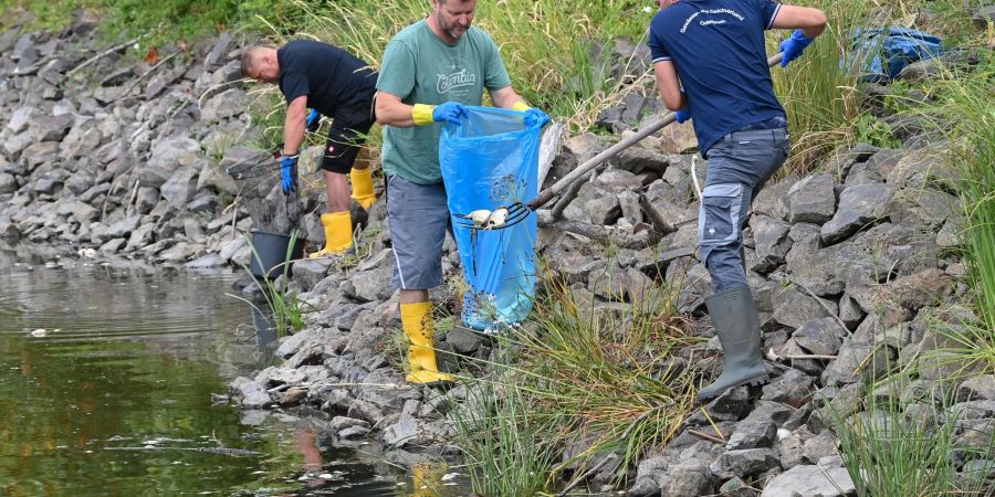 Freiwillige Helfer bergen tote Fische aus dem Wasser des deutsch-polnischen Grenzflusses Oder.