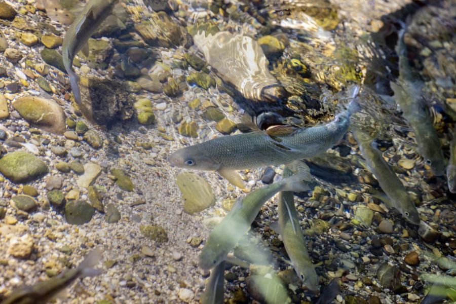 Auch Äschen und andere Fische leiden unter der grossen Hitze in diesem Sommer.