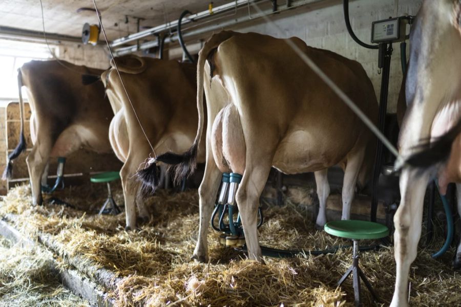 Die Milchbauern fühlen sich von dieser Massnahme überrollt und fordern Gespräche. (Symbolbild)