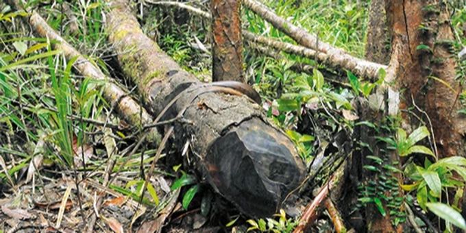 Illegaler Holzschlag im Regenwald. Regenwald Holzschlag