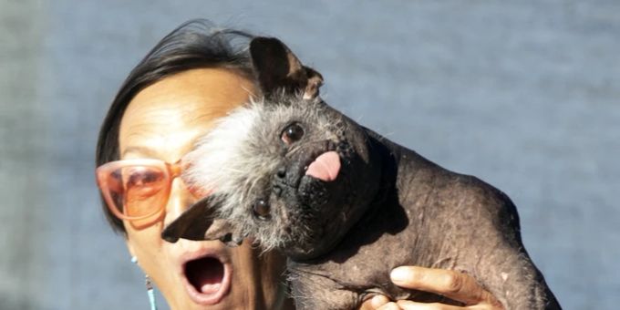 «Mr. Happy Face» it offiziell der hässlichste Hund der Welt. Er hat den «World's Ugliest Dog Contest» gewonnen. «Mr. Happy Face»