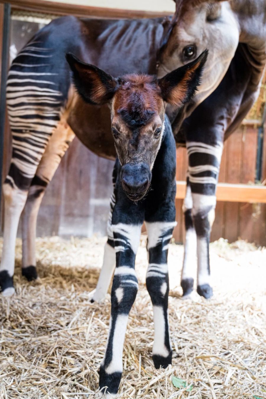 Der Jungbulle Toka im Basler Zoo.