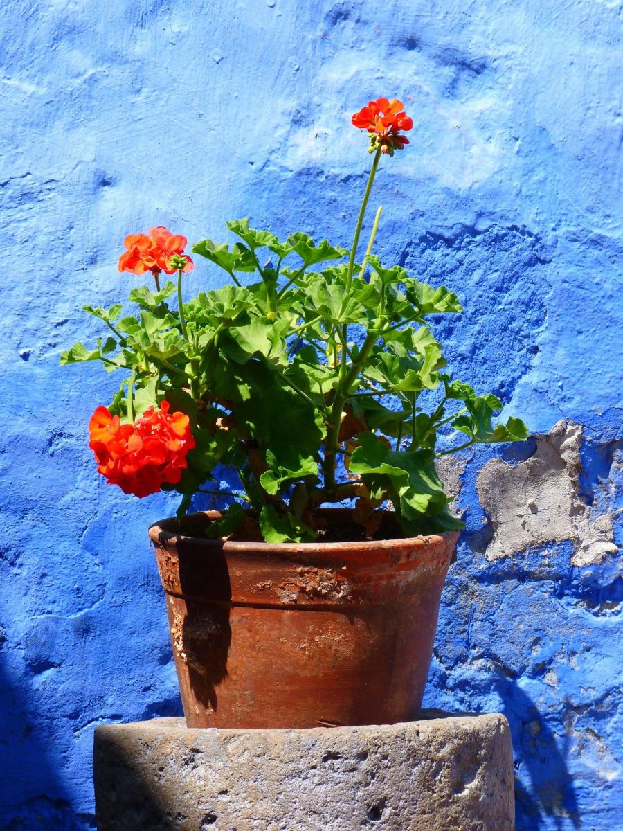 Geranie Blüten rot Hauswand blau