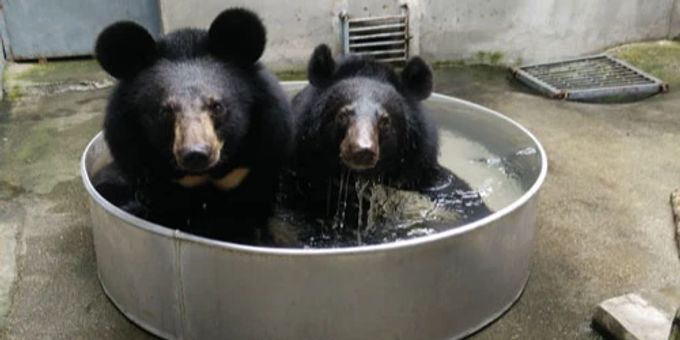 Von Animals Asia gerettete Bären. Bären