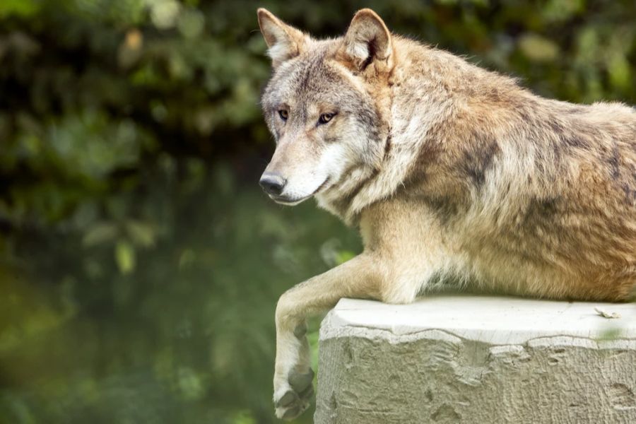 Ob es sich beim Tier um einen jungen oder erwachsenen Wolf handelt, sei unklar. (Symbolbild)