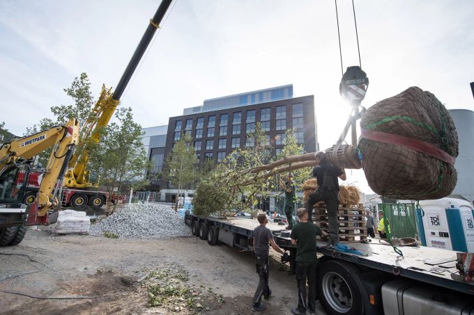 Kommt ein Kran zum Einsatz, muss man darauf achten, dass die Rinde nicht zu stark gequetscht wird. Sonst kann es passieren, dass sie abstirbt. Kran Baum Umzug Latswagen Baustelle