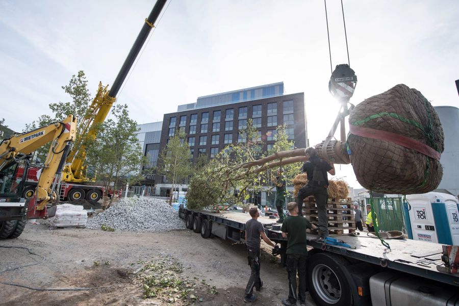 Kran Baum Umzug Latswagen Baustelle